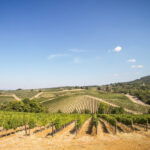 tuscany-wine-and-oil-tour
