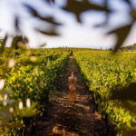 wine tasting frascati with pick up in rome